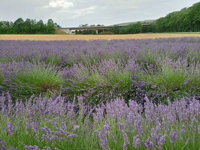 Lavendelfeld | Foto: Ich