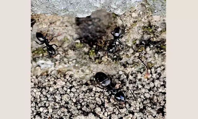 Gegen die Tapinoma magnum vorzugehen ist eine knifflige Angelegenheit. | Foto: Ortsgemeinde Herxheim