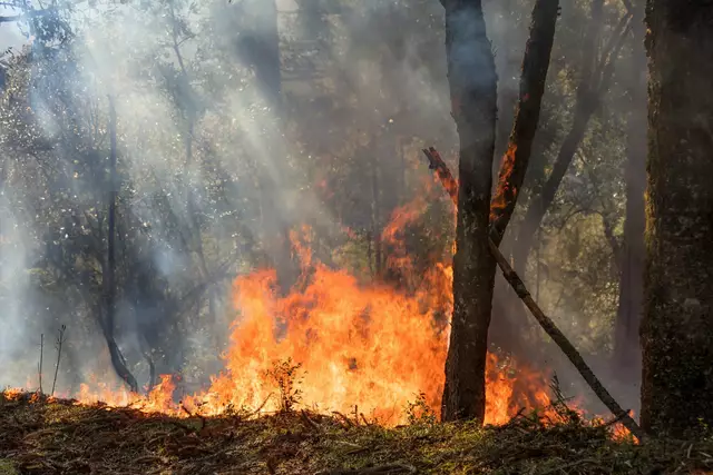 Eine kleinere Fläche Waldboden und Unterholz wurden durch das Feuer zerstört | Foto: JCLobo/stock.adobe.com