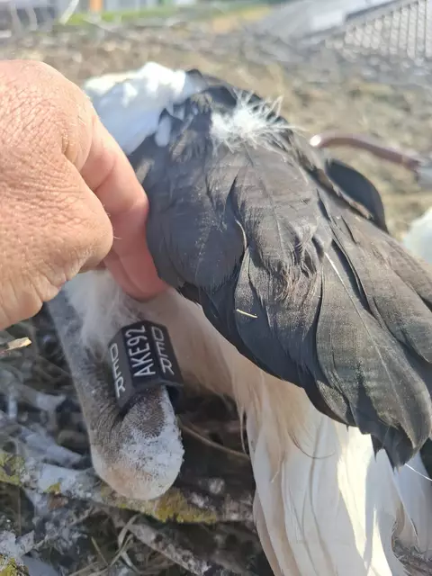 Der Storch ist beringt. | Foto: Christian Reis