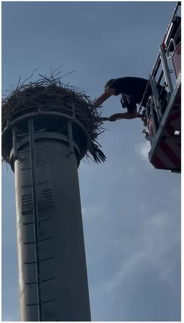 Reis in luftiger Höhe | Foto: Weiler