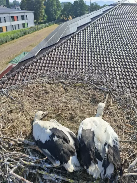 Die beiden Jungstörche | Foto: Christian Reis