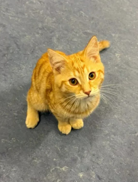 Die kleine Fundkatze | Foto: POL-MA