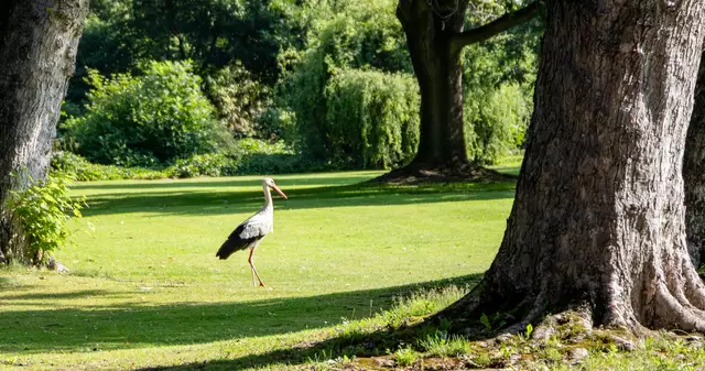 Ein neugieriger Gast | Foto: Wolfgang Neuberth