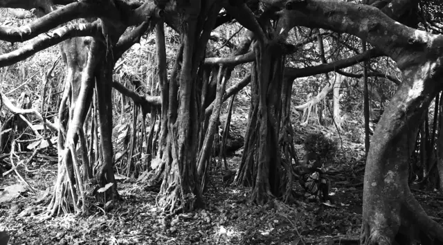 "Verwurzelt" lautet der Titel dieses Fotos | Foto: Kazuya Ohmori/gratis