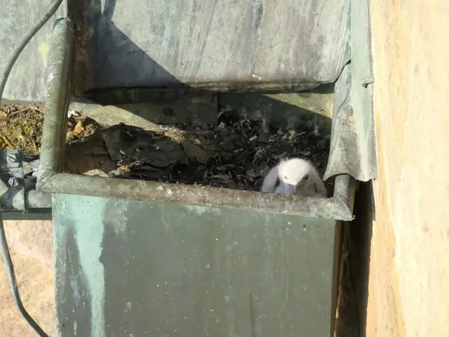 Ein Falkenküken in der Regenrinne | Foto: Hedwig Drabik, Domkapitel Speyer