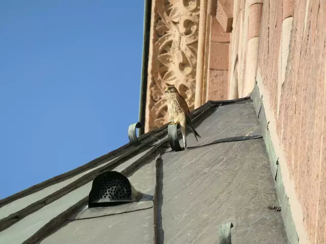 Turmfalke am Dom | Foto: Hedwig Drabik, Domkapitel Speyer