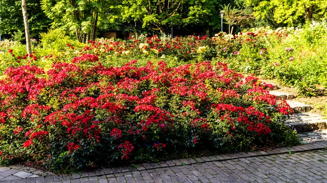 50 Jahre Mannheimer Stadtparks | Foto: Wolfgang Neuberth