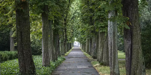 Hauptfriedhof Frankenthal | Foto: Pressestelle Frankenthal / Dirk Thiesen