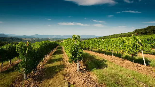 Weinberg (Symbolfoto) | Foto: Heike Schwitalla