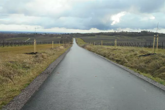 Erst Anfang des Jahres hatte die Grünflächenabteilung der Stadt Landau entlang der neuen Fahrradstraße zwischen Arzheim und Weinstraße rund 100 neue Bäume gepflanzt | Foto: Stadt Landau
