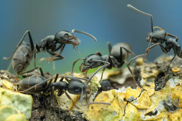 Mehrere Ameisen der Ameisenart Tapinoma magnum. Kommunen und Privatpersonen stehen bei der Bekämpfung vor einer gemeinsamen Herausforderung. | Foto: SMNS, A. Bellersheim