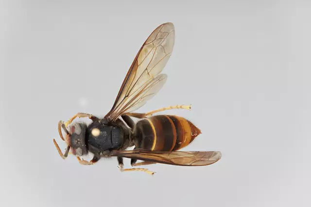 Foto: UHH/CeNak/Dalsgaard/gratis