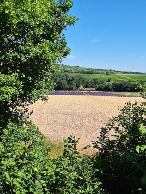 Blick von oben ins Lavendelfeld | Foto: Ich