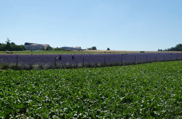 viel Betrieb im Lavendelfeld | Foto: Ich