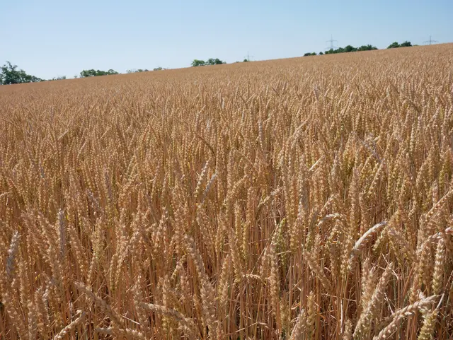 Weizenfeld | Foto: Ich