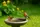 Vogeltränke | Foto: Heike Schwitalla - erstellt mit KI