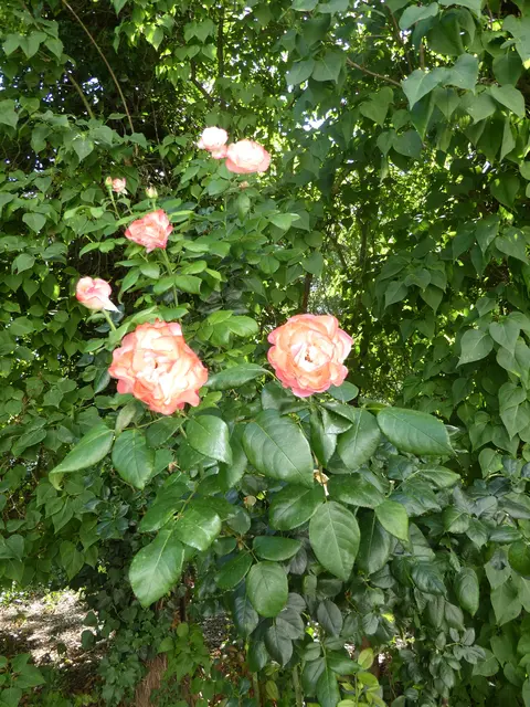 wilde Rosen | Foto: Ich