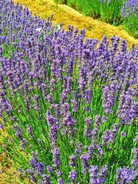 Lavendel - mal in anderer Farbe | Foto: Ich