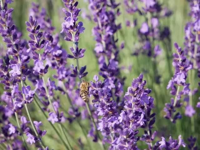 Lavendel - mit Biene | Foto: Ich