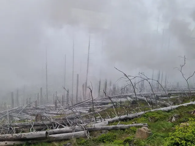 Baumschäden auf dem Brocken | Foto: Walter Fromkorth