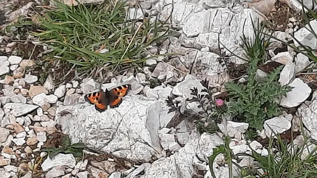 Foto: Kristin Hätterich