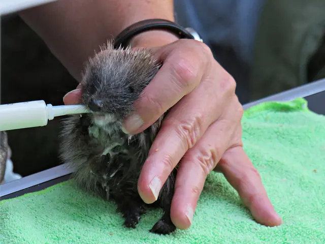Einfach zuckersüß! | Foto: Brigitte Melder