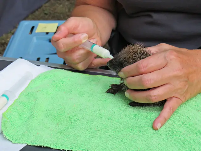 Fütterung des Igels | Foto: Brigitte Melder