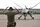 Symbolbild: US-Drohne vom Typ MQ-9 Reaper auf einem Militärflugplatz in North Dakota. Zwar starten Drohnen nicht direkt von der Air Base Ramstein, doch der US-Stützpunkt in der Westpfalz spielt eine zentrale Rolle bei der Signalübertragung für Einsätze im Ausland. | Foto: Photo by Spc. Armani Wilson (Joint Force Headquarters)
