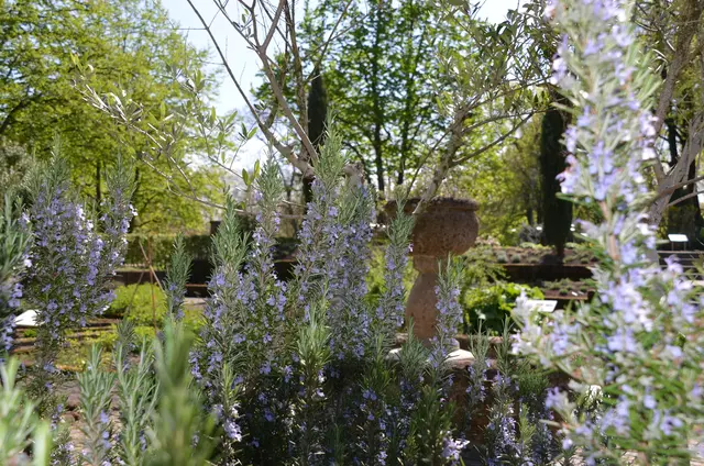 Heilpflanzengarten Luisenpark | Foto: Stadtpark Mannheim gemeinnützige GmbH