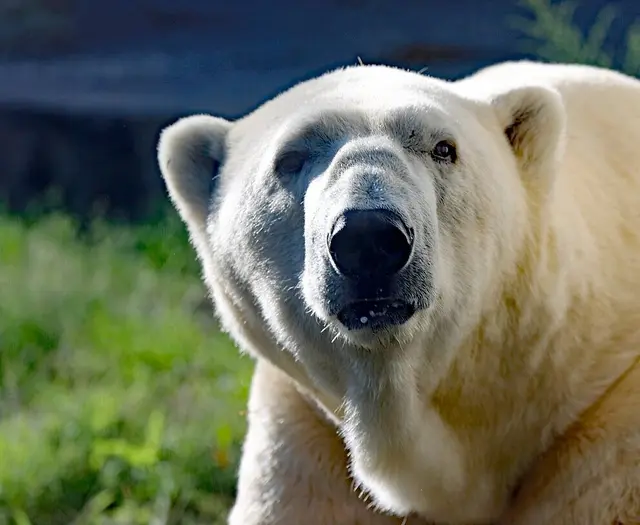 Kap wurde am heutigen Vormittag, 16. Juli 2025, eingeschläfert, nachdem sich sein Gesundheitszustand massiv verschlechtert hatte | Foto: Archiv Timo Deible, Zoo Karlsruhe