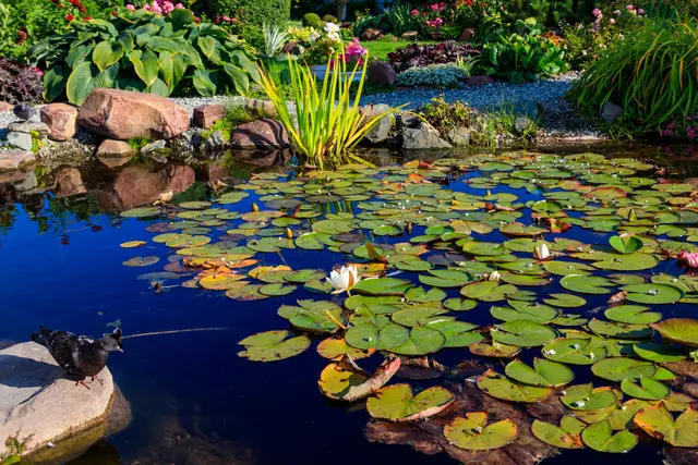 Profis im Garten: Steuertipps für Gartenliebhaber / Symbolbild | Foto: olyasolodenko/stock.adobe.com
