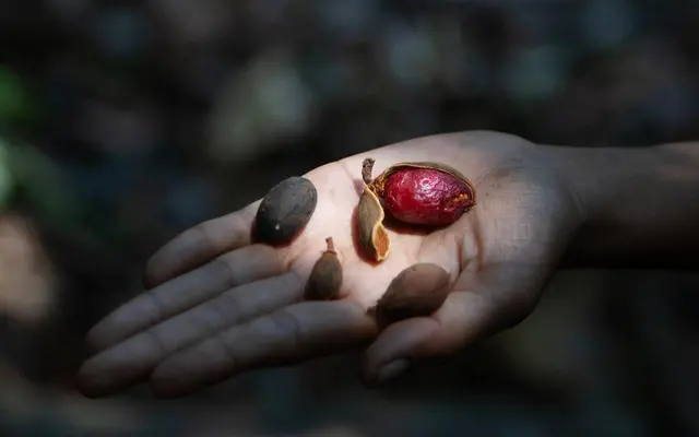 © Abhijit Patil, Farmers of the forest, 2024 | Foto: © Abhijit Patil