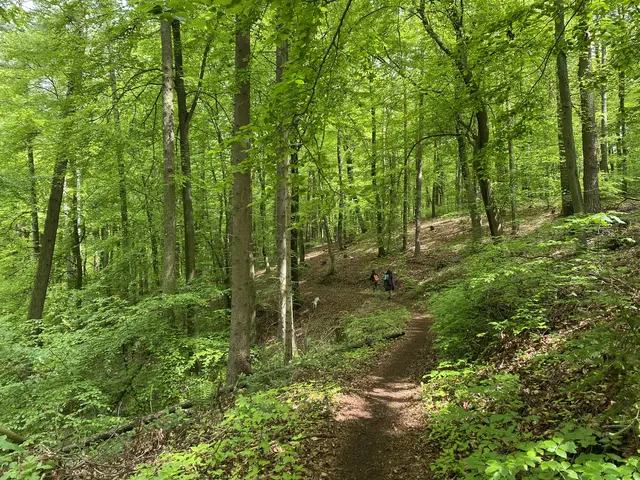Die Teilnehmer können staunen, was sich im Göllheimer Wald alles versteckt | Foto: VG Göllheim
