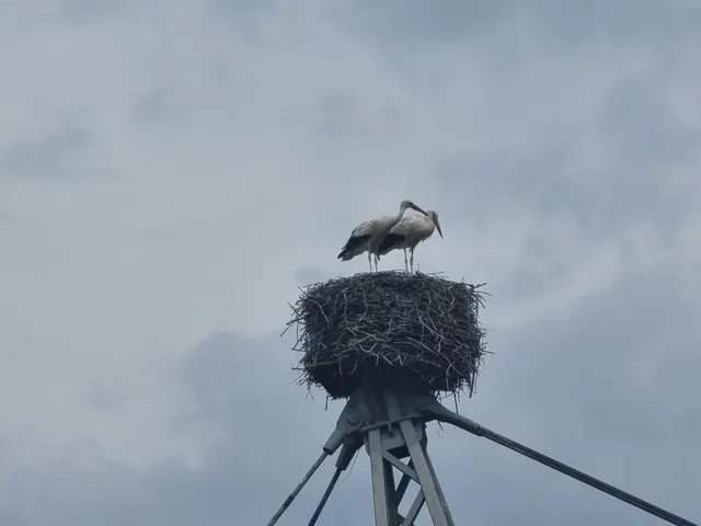 Die Störche über der Konzertmuschel hatten wohl nicht mit so viel Trubel gerechnet. | Foto: BAS