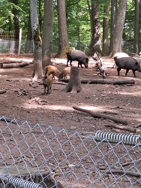 Wildschweine | Foto: Ich