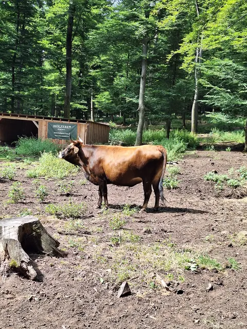 Auerochse 2 | Foto: Ich