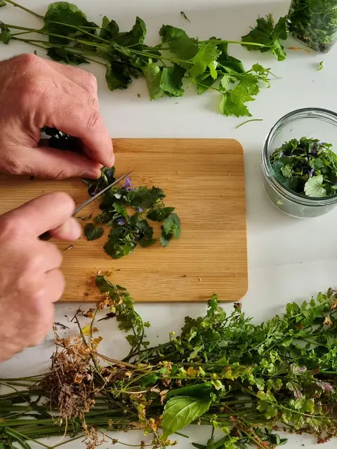 Der Garten des Hauses der Nachhaltigkeit dient beim Kräuterworkshop als "Fundgrube" für die natürlichen Schätze | Foto: N. Zirwes/gratis