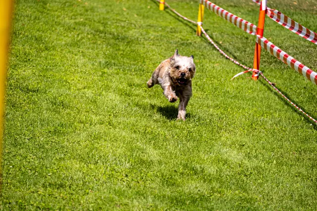 Toller Sprinter  | Foto: Wolfgang Neuberth