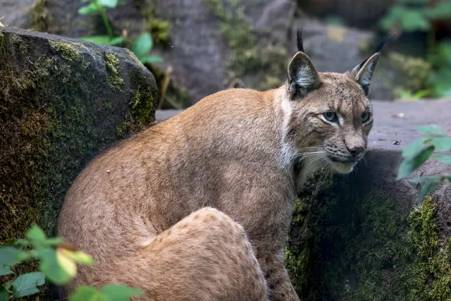 Lucy wacht über ihr Kleines | Foto: Johann-Peter Melder