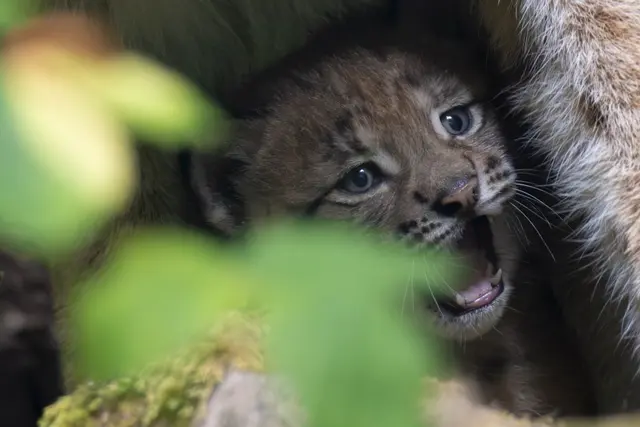 Foto: Johann-Peter Melder