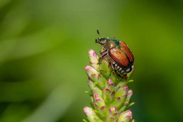 Ungewollte Gäste im Reisegepäck: Vorsicht vor Japankäfern / Symbolbild | Foto: Luc Pouliot/stock.adobe.com