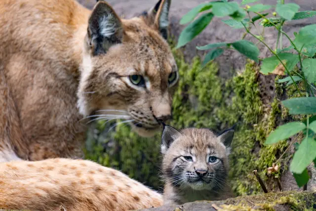 Foto: Johann-Peter Melder