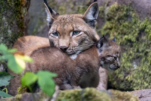 Foto: Johann-Peter Melder