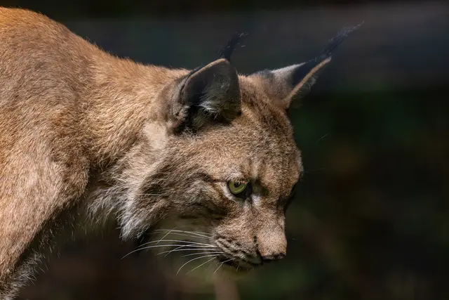 Luchs Paulchen | Foto: Johann-Peter Melder