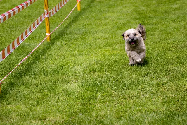 Das macht Spass | Foto: Mini Bullterrier im Tiefflug (1 von 1)