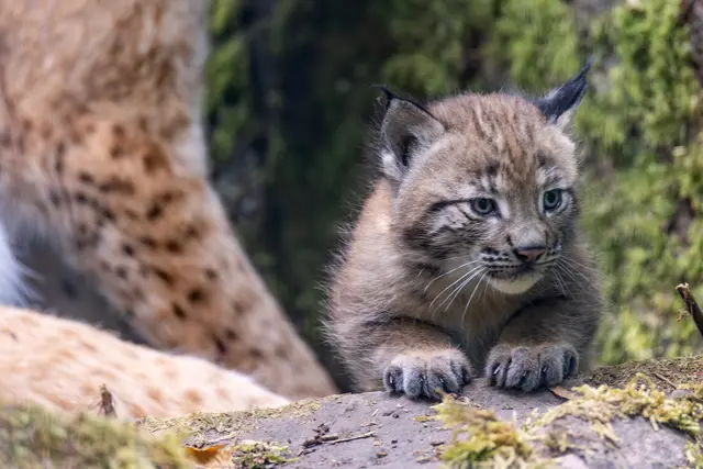 Foto: Johann-Peter Melder