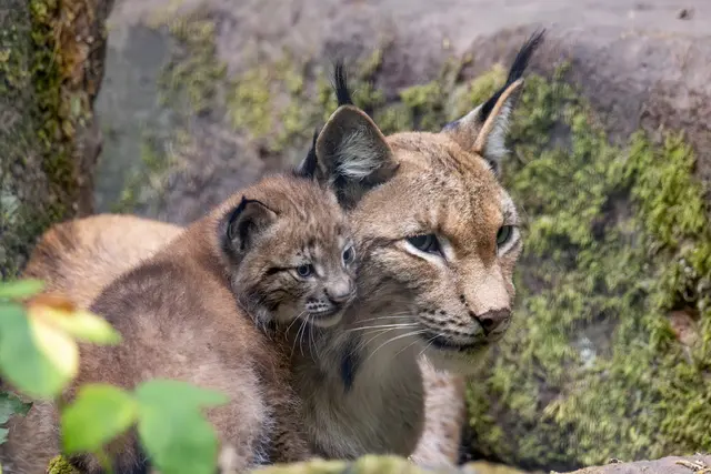 Foto: Johann-Peter Melder