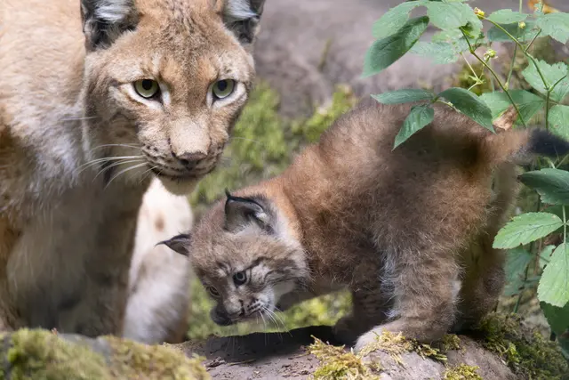 Foto: Johann-Peter Melder