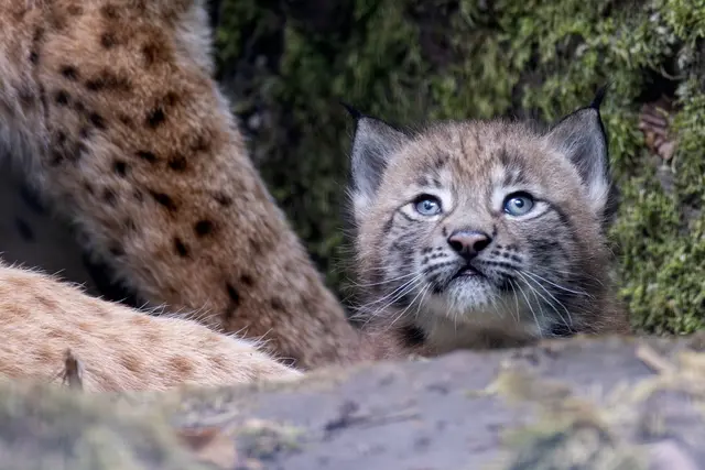 Foto: Johann-Peter Melder